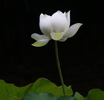 Новое рождение порождает любовь. Джон Пайпер