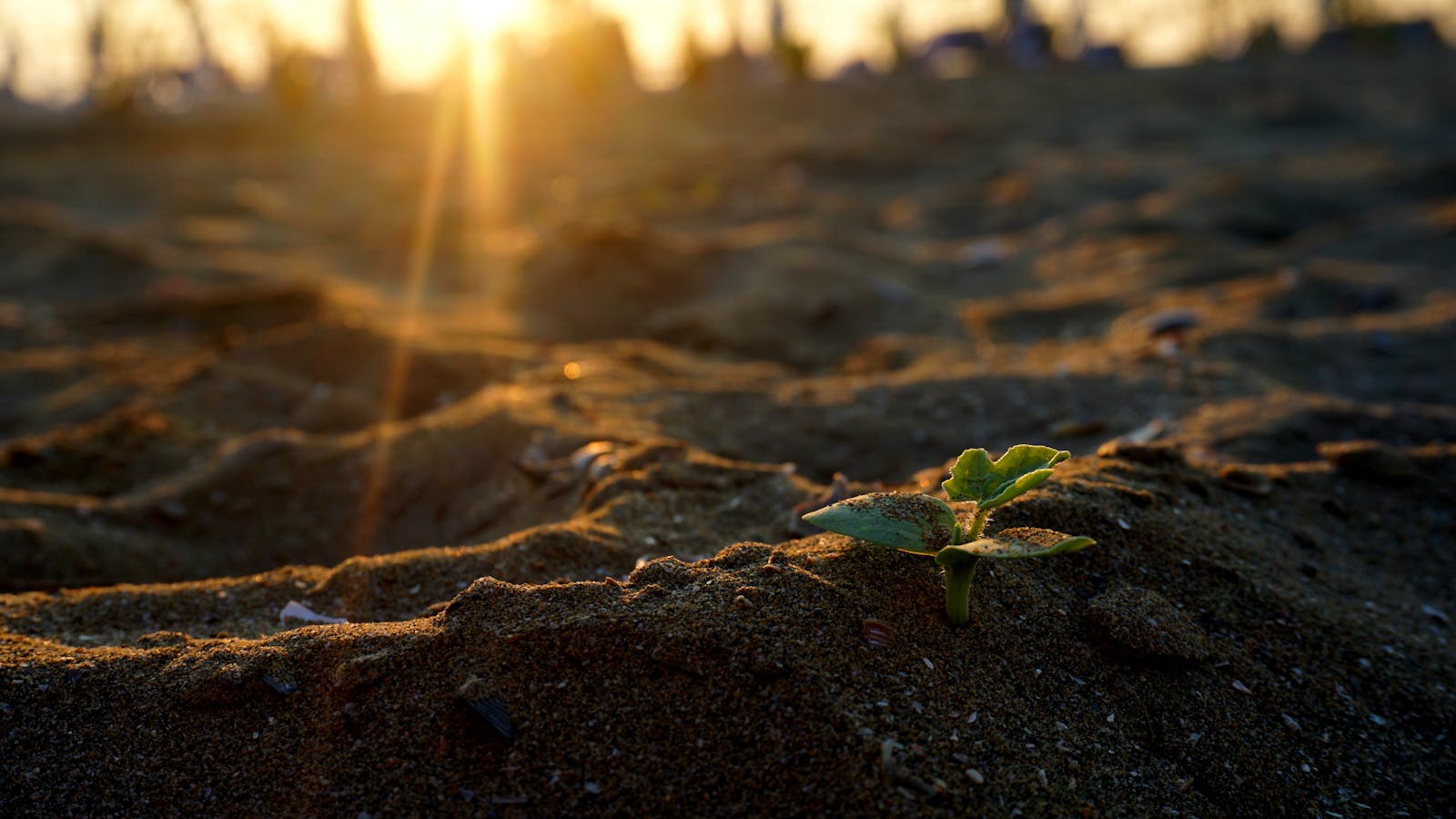 Почему нам нужно рождение свыше? Джон Пайпер